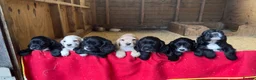 Cocker Spaniel dogs for sale: Adorable KC Registered Cocker Spaniel Puppies - Advert 2