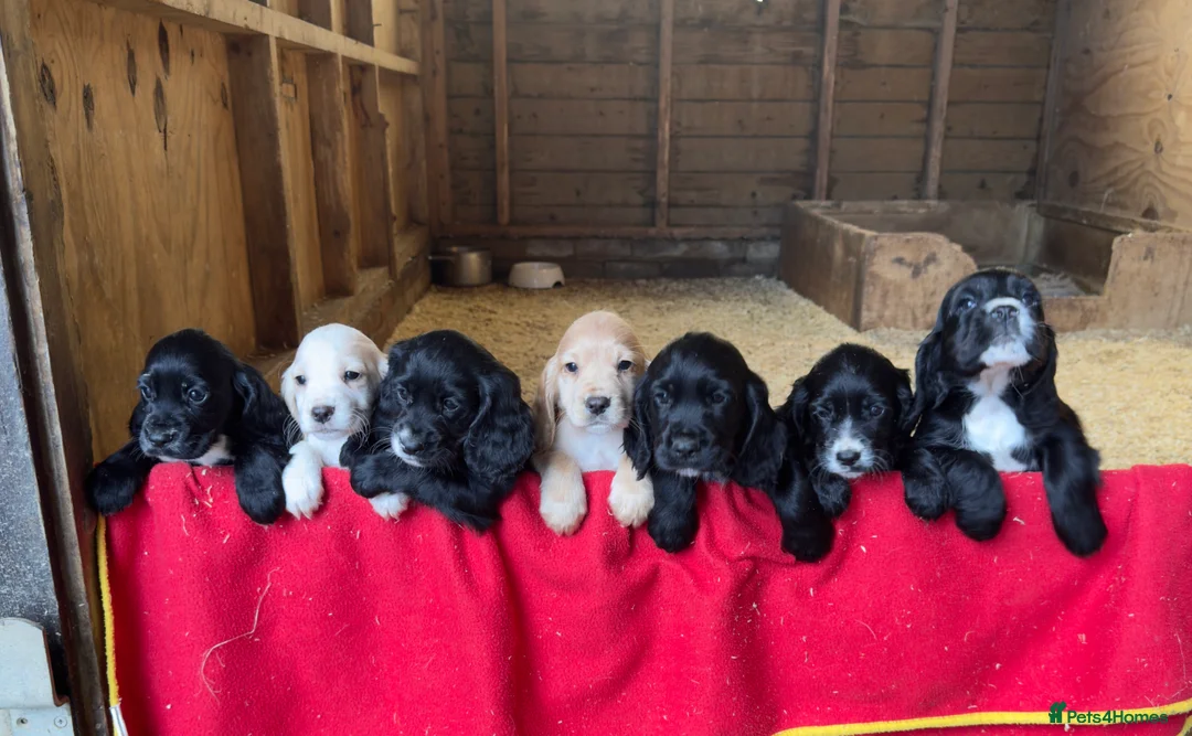 Cocker Spaniel dogs for sale: Adorable KC Registered Cocker Spaniel Puppies - Advert 2