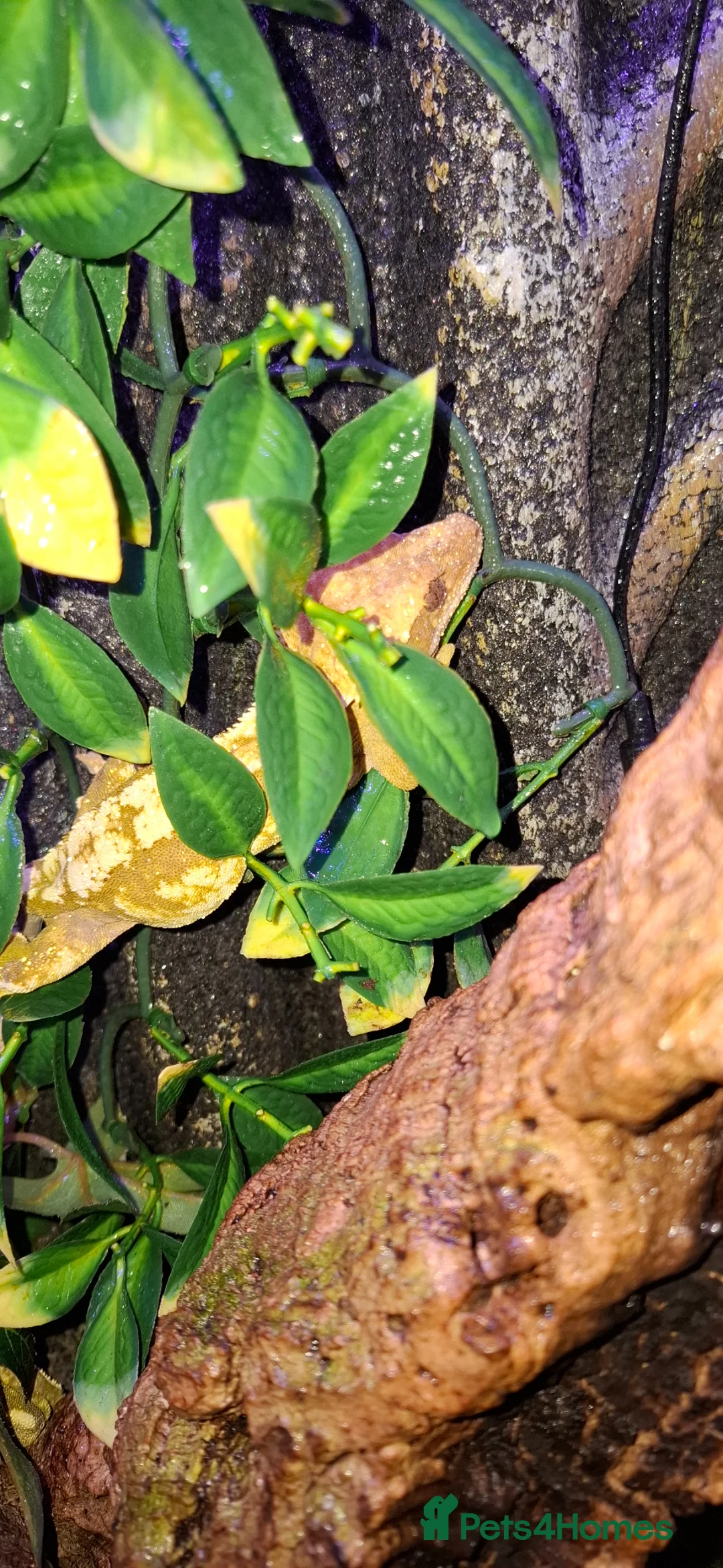 Gecko reptiles for sale: Crested geckos adult females stunning morphs - Advert 1