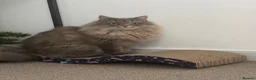 British Longhair cats for sale: British long hair, Ozzy (oswald, Oz) - Advert 3