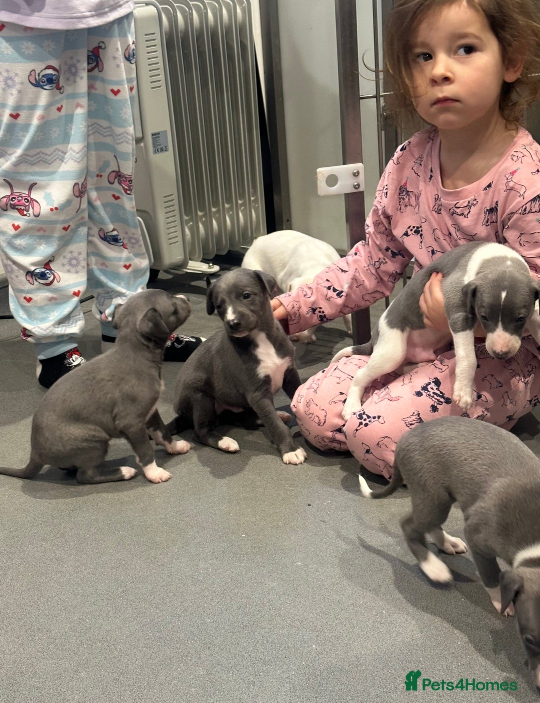 Whippet dogs for sale: Pedigree whippet puppy’s  - Advert 12