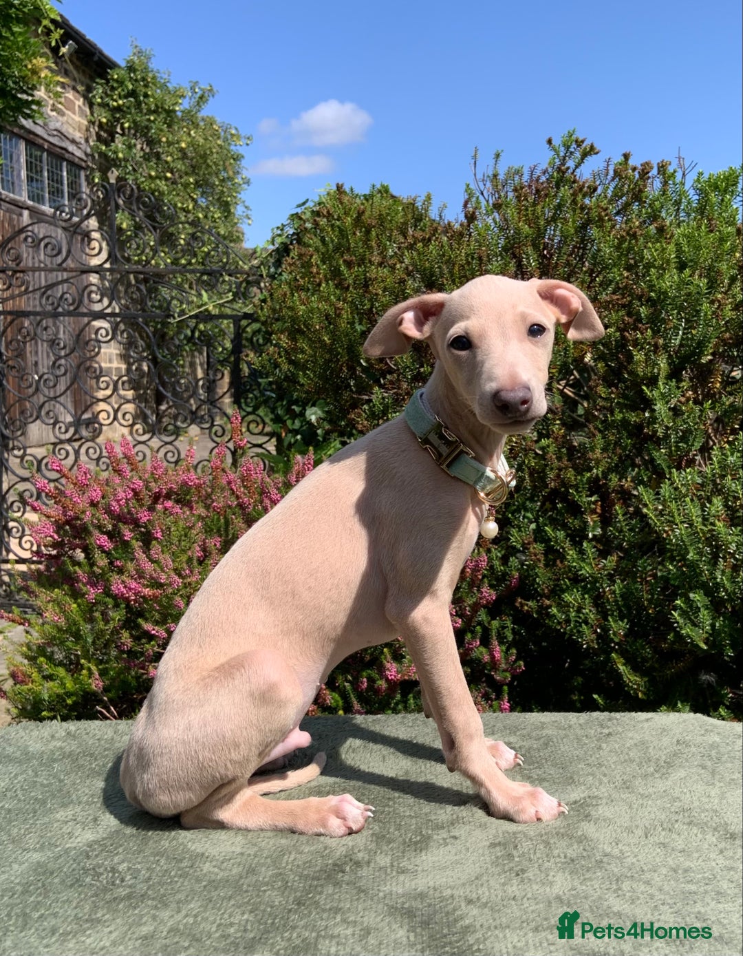 Italian Greyhound dogs for sale: Italian greyhound puppies KC reg European Lineage in Leeds - Image 28