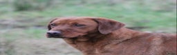 Labrador Retriever dogs for sale: QUALITY LITTER OF DARK FOX RED LABRADOR PUPPIES - Advert 3