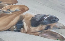 Mixed Breed dogs for sale: Baxter needs loving home  - Image 3