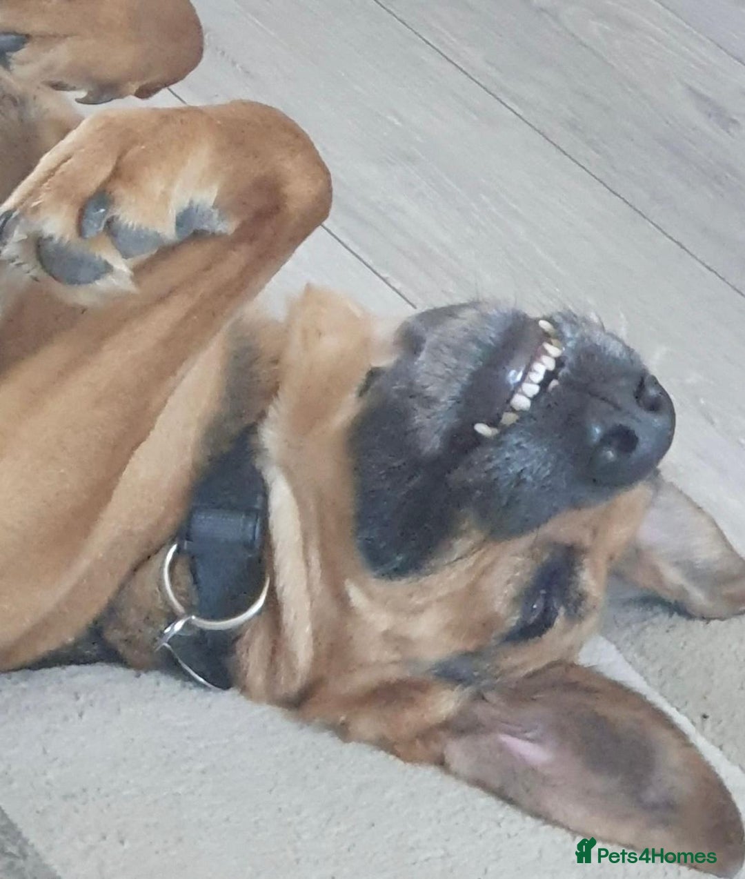 Mixed Breed dogs for sale: Baxter needs loving home  - Image 3