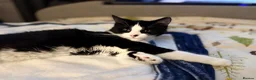 Mixed Breed cats for sale: Unfortunate sale of our kitten in Peterborough - Advert 5
