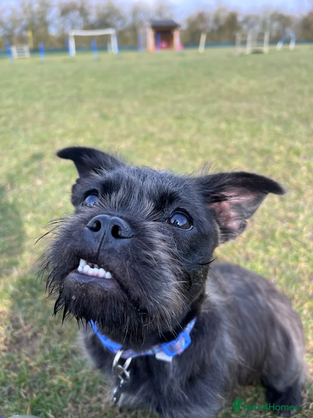 Mixed Breed dogs for sale: Frenchie x ShihTzu (French BullSh*!) - Advert 7