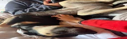 Mixed Breed dogs for sale: shadow for rehoming - Advert 14
