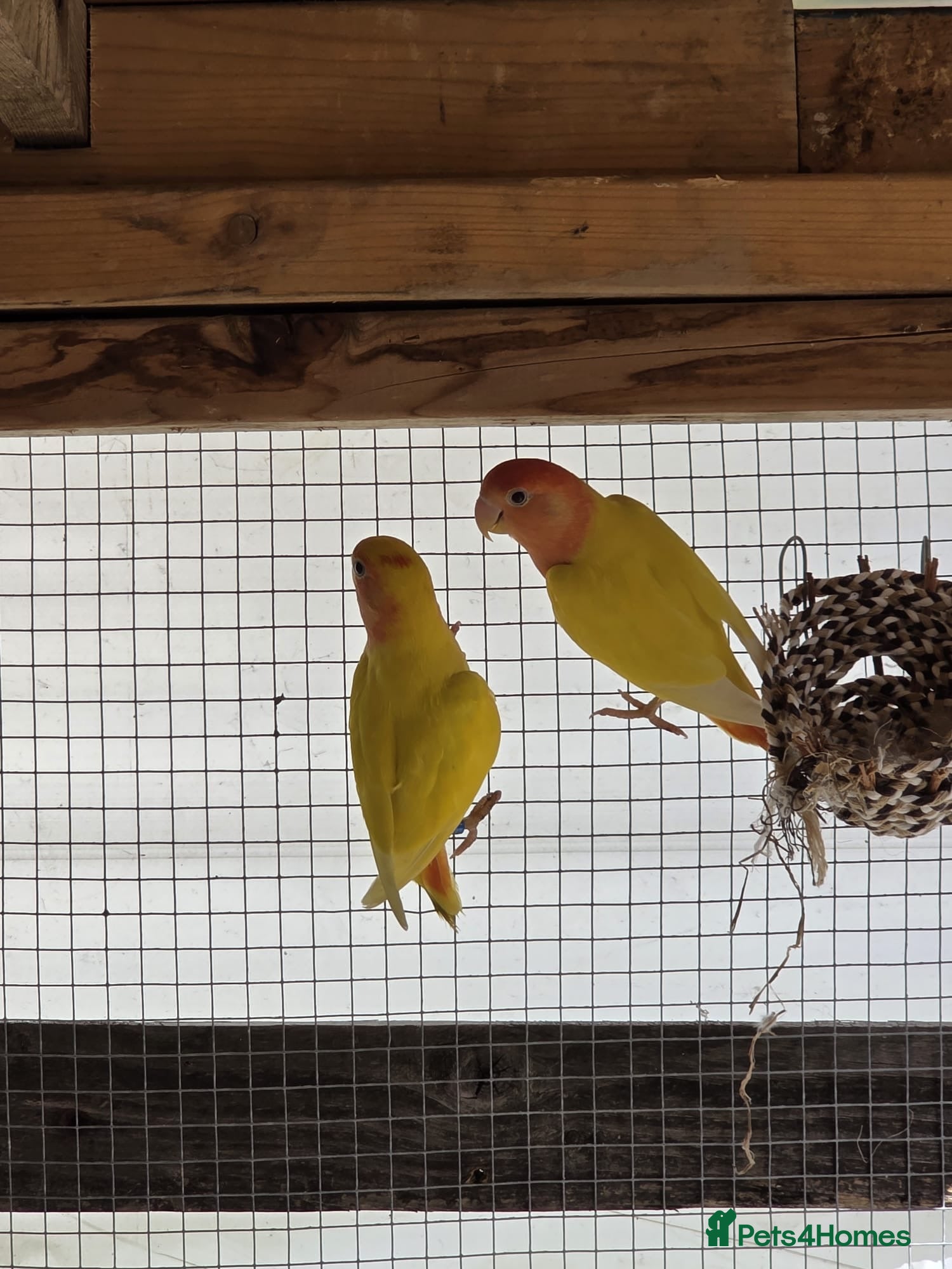 Parrots birds for sale: Pair of love birds - Advert 2