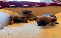 Border Terrier dogs for sale: Border terrier puppies for sale  - Image 6