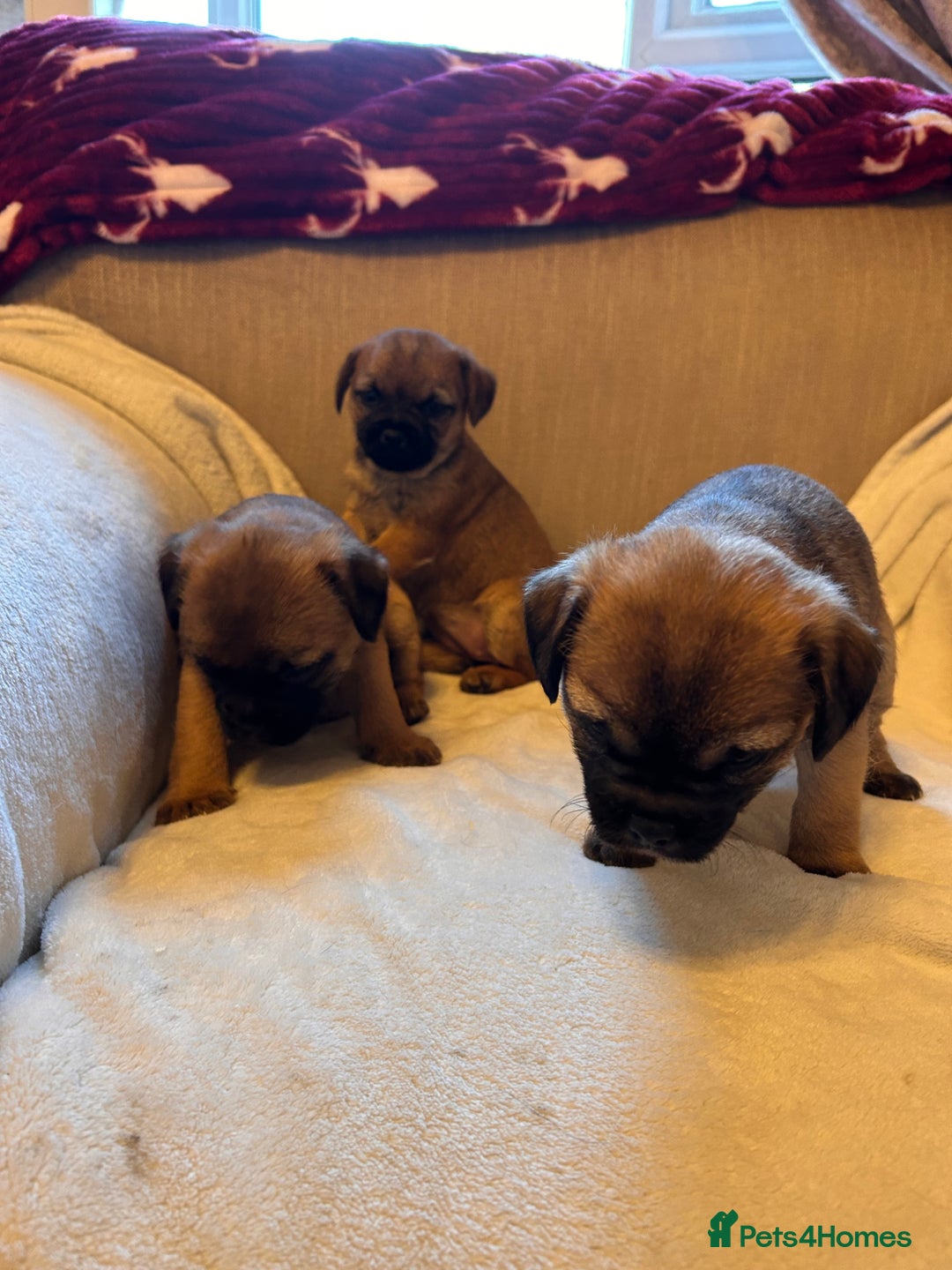 Border Terrier dogs for sale: Border terrier puppies for sale  - Image 6
