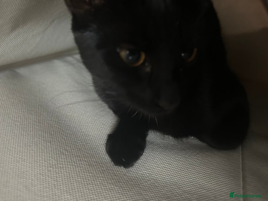 British Shorthair cats for sale: Mother of 2 Kittens Available to buy - Advert 3