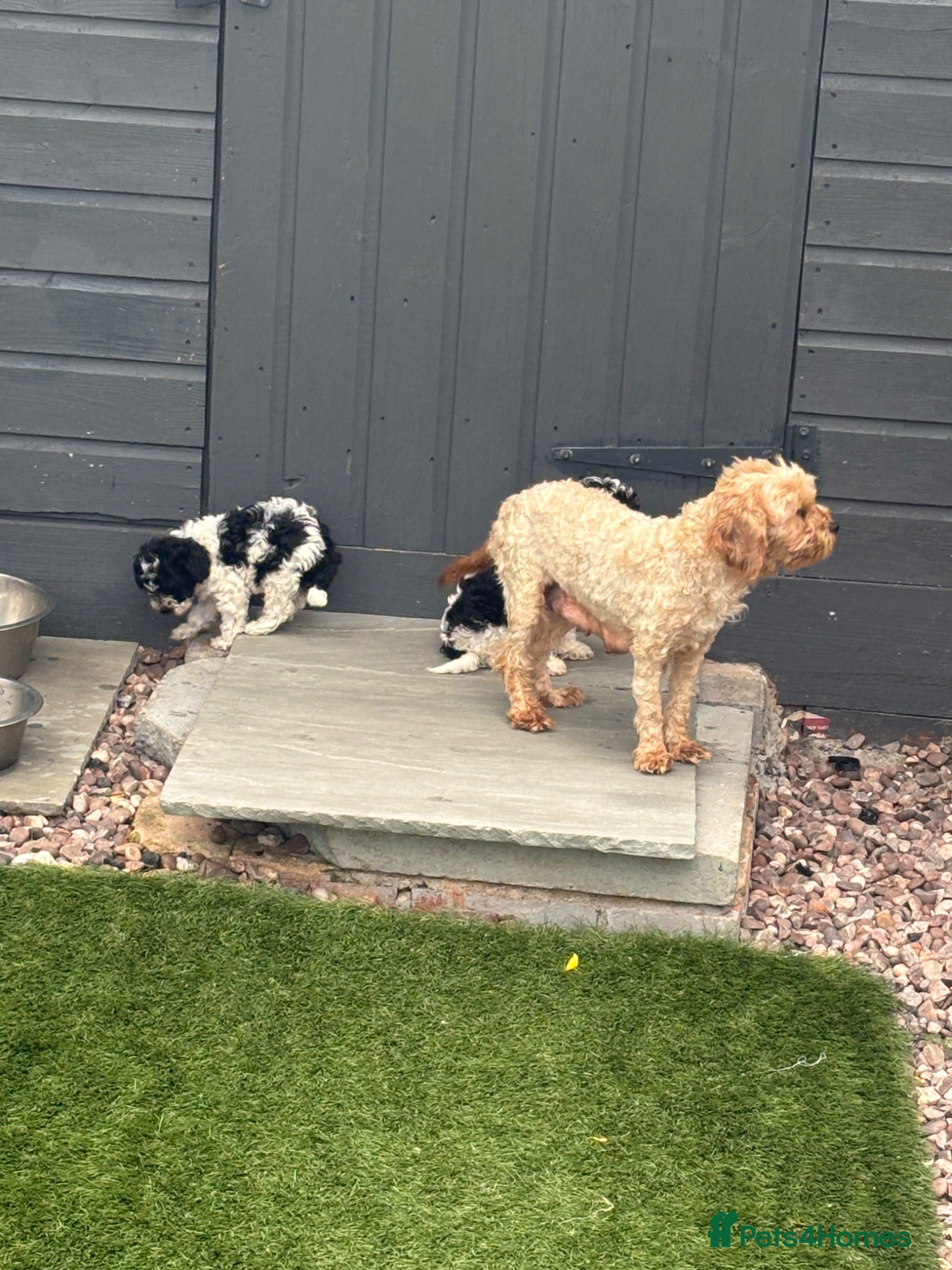 Cavapoo dogs Ready to leave Cavapoo puppies 🩷 - Advert 2