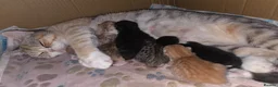 British Shorthair cats for sale: Very unusual British shorthair - Advert 17