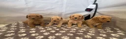 Cavapoo dogs for sale: FB1 CAVAPOO PUPPIES  - Advert 6