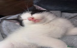American Shorthair cats for sale: 5 kittens for sale 1boy 4girls.  - Image 7