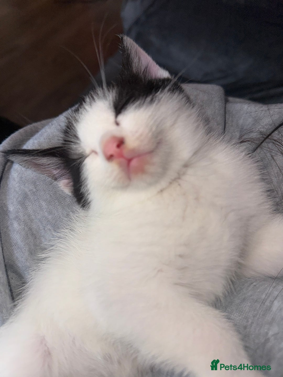 American Shorthair cats for sale: 5 kittens for sale 1boy 4girls.  - Image 7