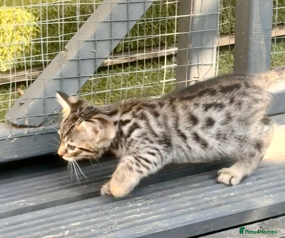 Savannah cats for sale: African bloodline, savanna kittens - Image 25