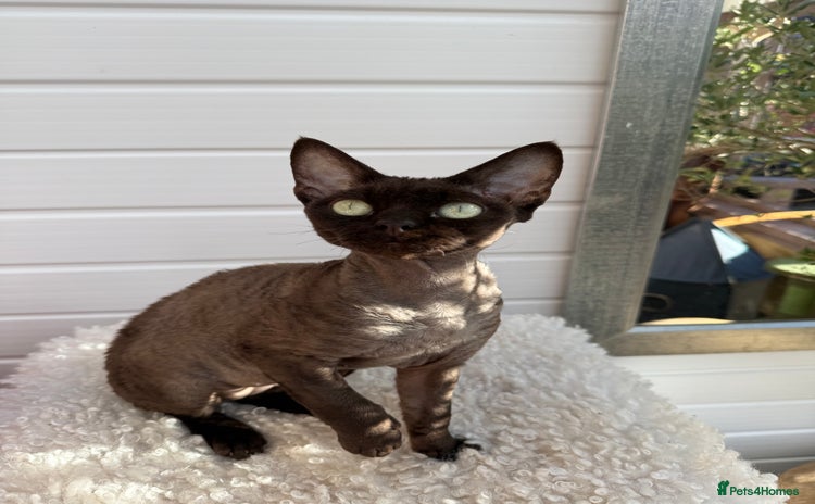 Devon Rex cats - Advert 4