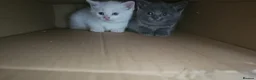 Mixed Breed cats for sale: Three beautiful kittens for sale - Advert 8