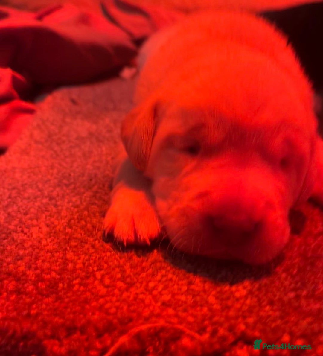 Labrador Retriever dogs for sale: 🌟 Fully vaccinated Chunky pedigree Labradors 🌟  - Advert 32