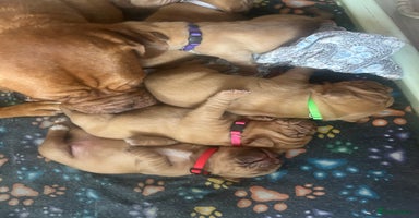 Dogue De Bordeaux dogs - Advert 7