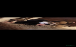 Siberian Husky dogs for sale: Siberian husky - Advert 15