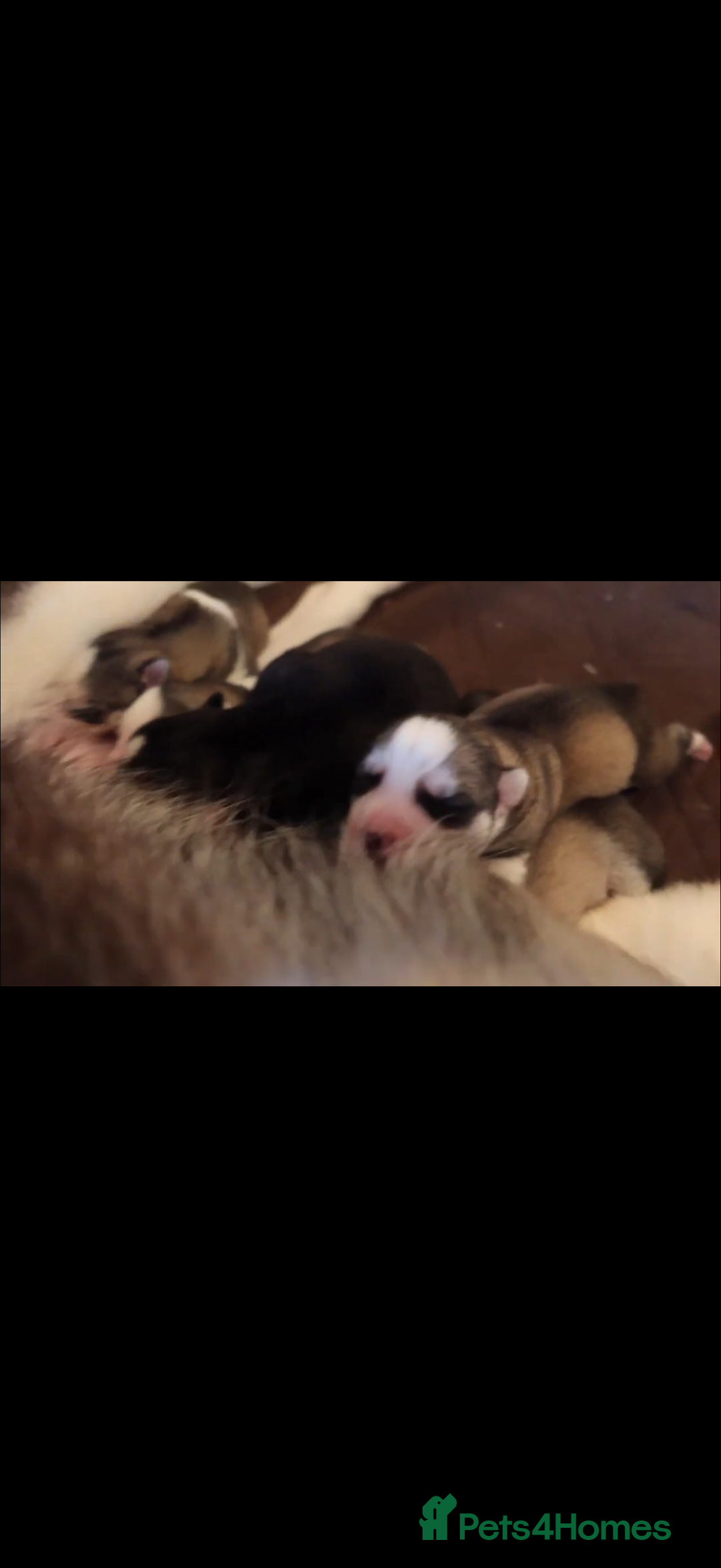 Siberian Husky dogs for sale: Siberian husky - Advert 15