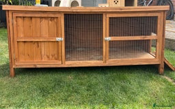 Guinea Pig rodents for sale: Male Guniea pigs 2x  - Image 5