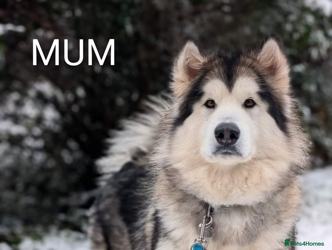 Alaskan Malamute dogs CONFIRMED PREGNANCY, 6+ pups - Advert 10