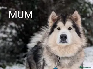 Alaskan Malamute dogs COMFIRMED PREGNANCY, 6+ pups - Advert 11