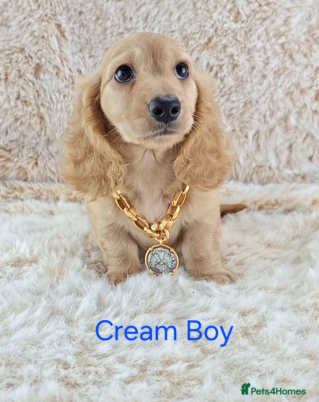 Miniature Dachshund dogs Long coat Miniature Dachshund Puppies  - Advert 1