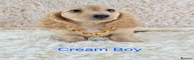 Cream Boy 