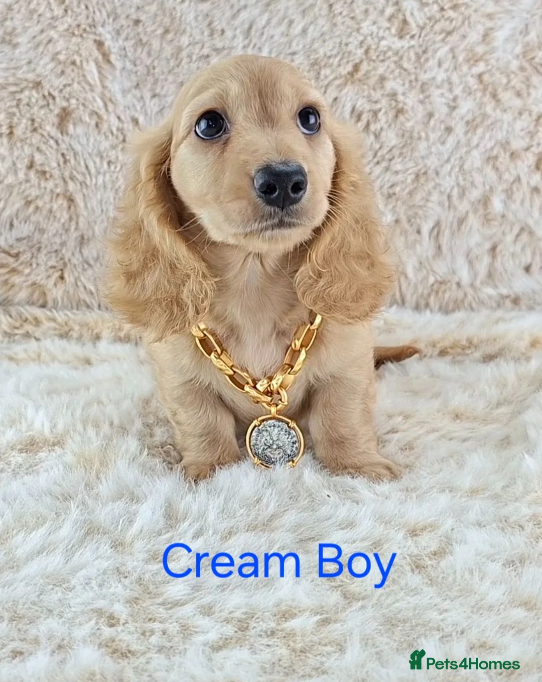 Miniature Dachshund dogs for sale: Long coat Miniature Dachshund Puppies  - Advert 1