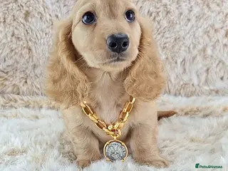Miniature Dachshund dogs Long coat Miniature Dachshund Puppies - Advert 1