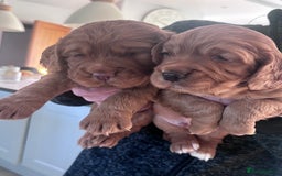 Cocker Spaniel dogs for sale: Stunning KC reg pedigree working cocker spaniels.  - Image 7
