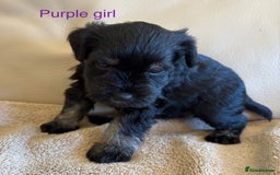Miniature Schnauzer dogs for sale: Kc registered miniature schnauzer Bva eye test - Image 5