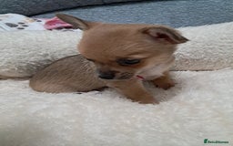 Chihuahua dogs for sale: Chihuahua puppies for sale  - Advert 3