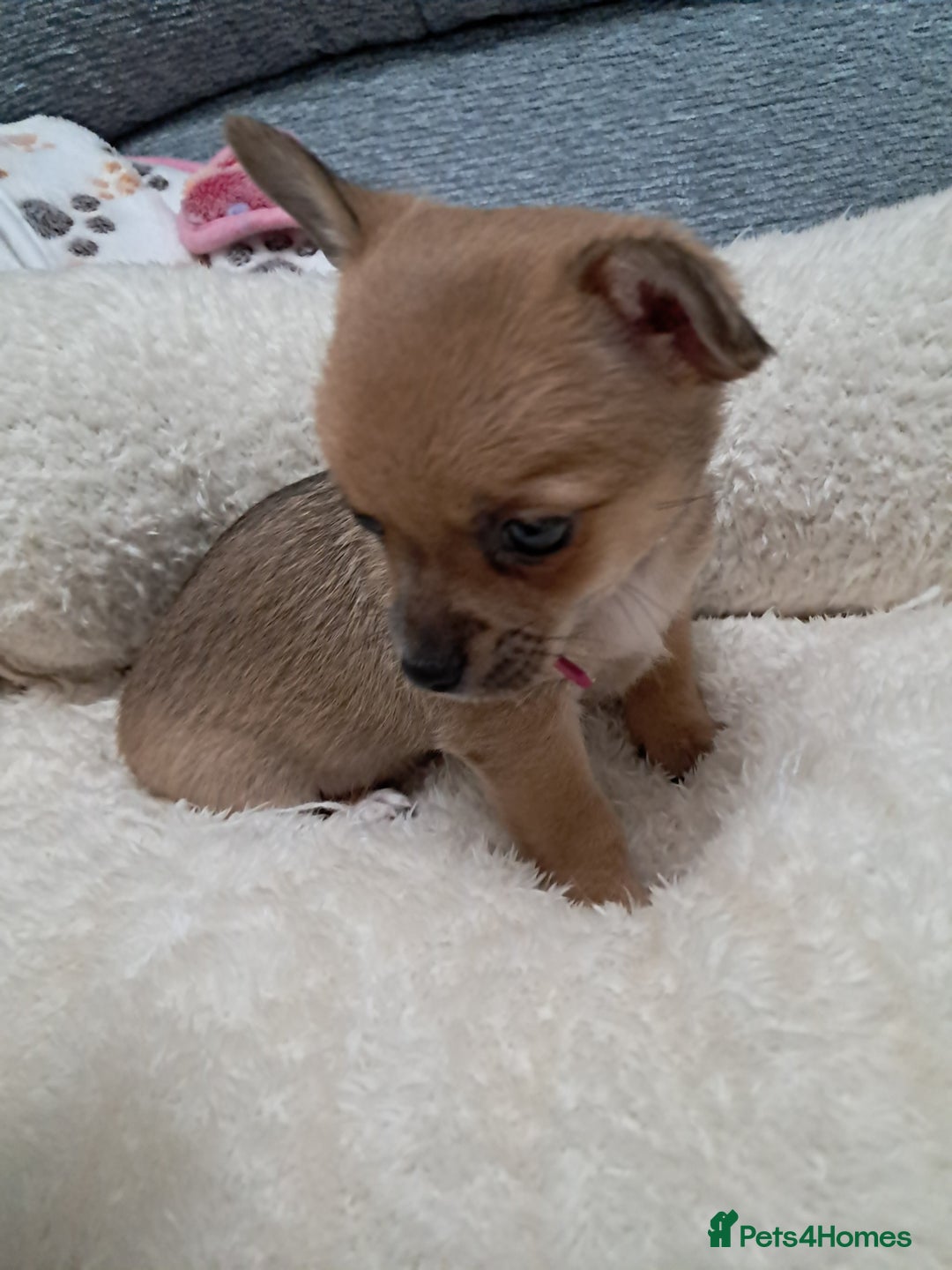 Chihuahua dogs for sale: Chihuahua puppies for sale  - Advert 3