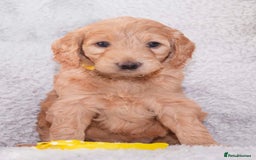 Goldendoodle dogs for sale: Goldendoodles ready in 1 weeks, Beautiful babies. - Image 18