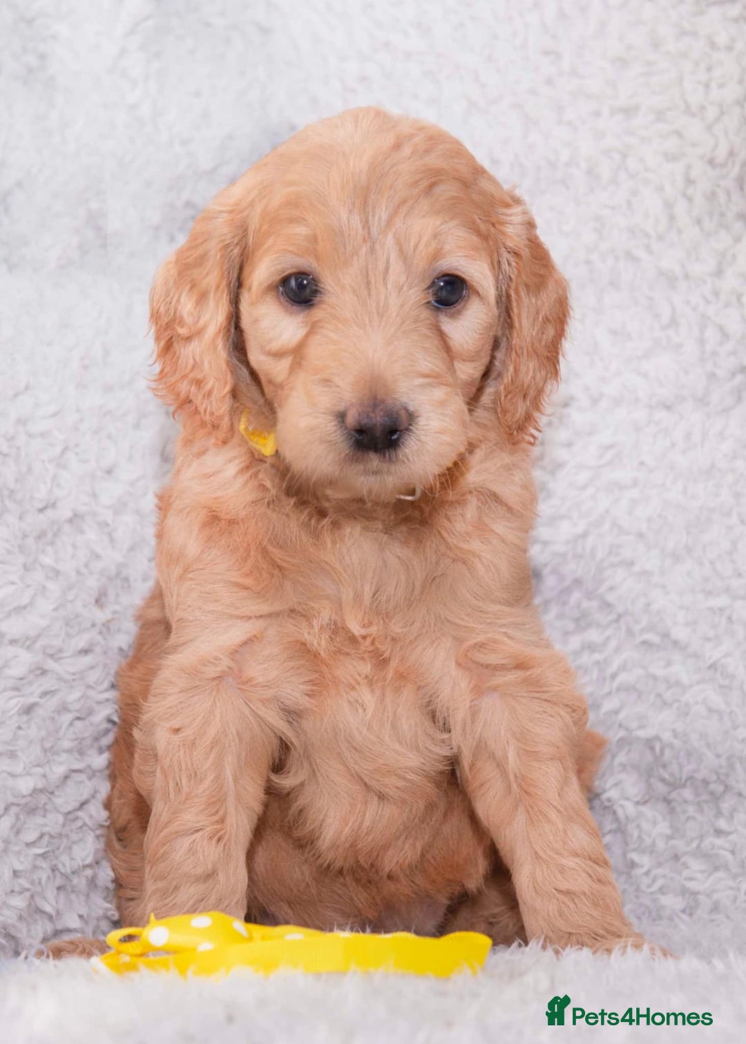 Goldendoodle dogs for sale: Goldendoodles ready in 1 weeks, Beautiful babies. - Image 18