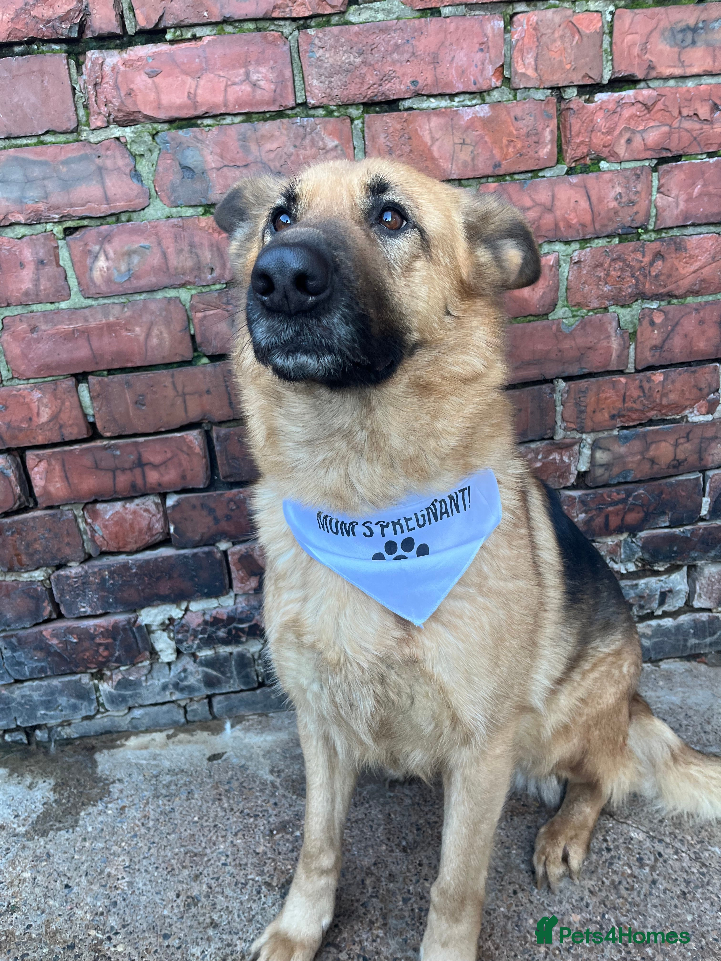 German Shepherd dogs German Shepherd  in Chester-le-Street - Advert 7