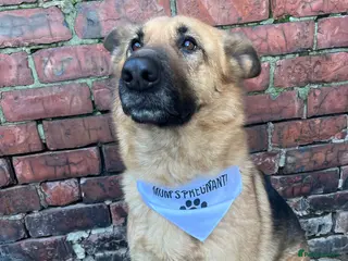 German Shepherd dogs German Shepherd in Chester-le-Street - Advert 7