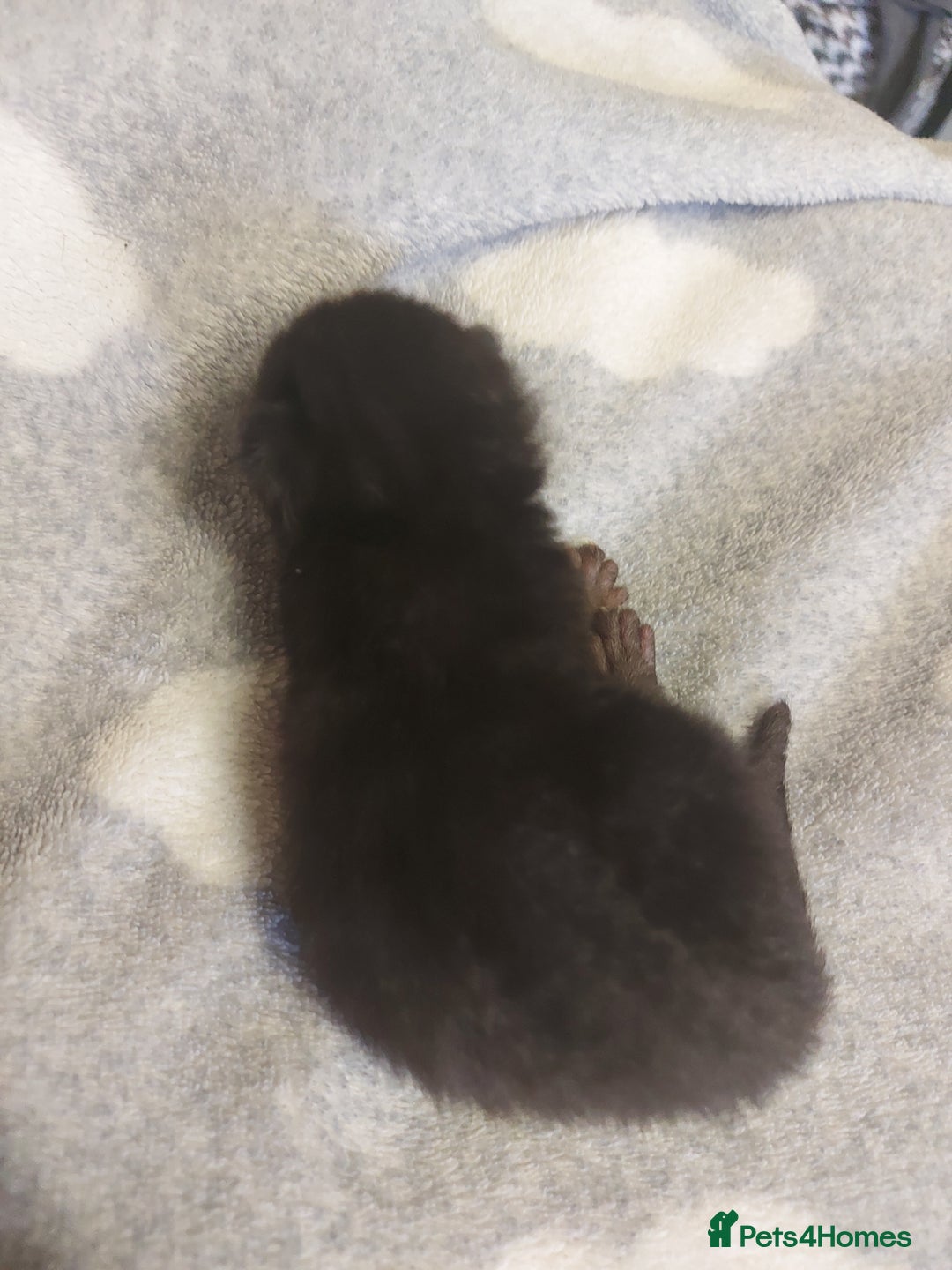 Mixed Breed cats for sale: 4 beautiful kittens - Image 10