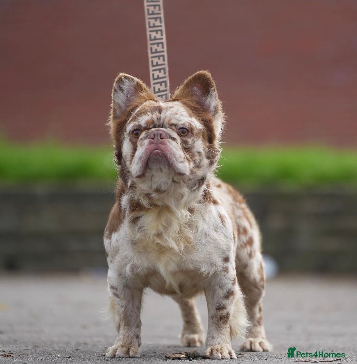 French Bulldog dogs Rojo and tan visual fluffy Merle French bulldog  in Manchester - Advert 7