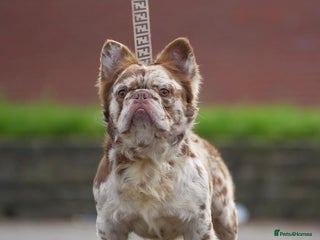 French Bulldog dogs in Manchester - Advert 10