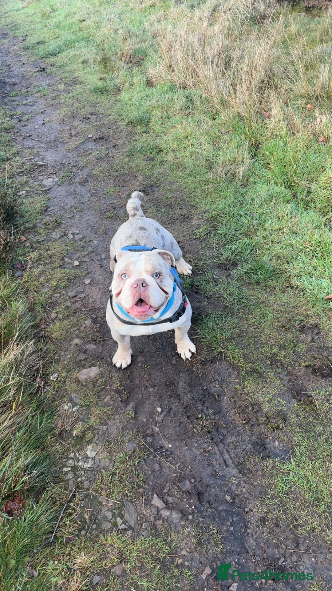 English Bulldog dogs for stud: Mr spud - Advert 2