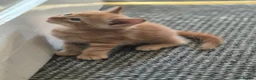 Mixed Breed cats for sale: 1 male kitten - Advert 4