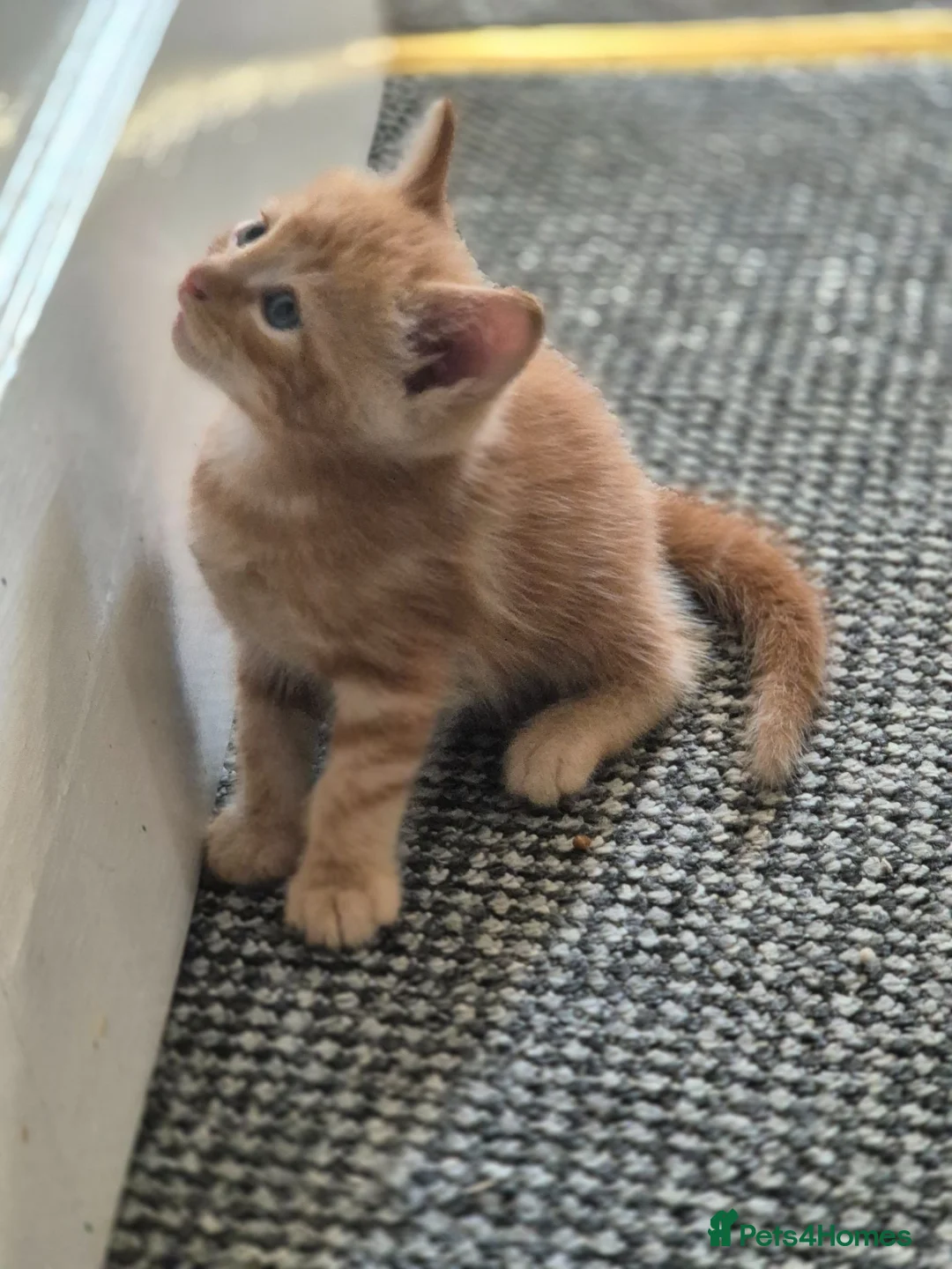 Mixed Breed cats for sale: 1 male kitten - Advert 4