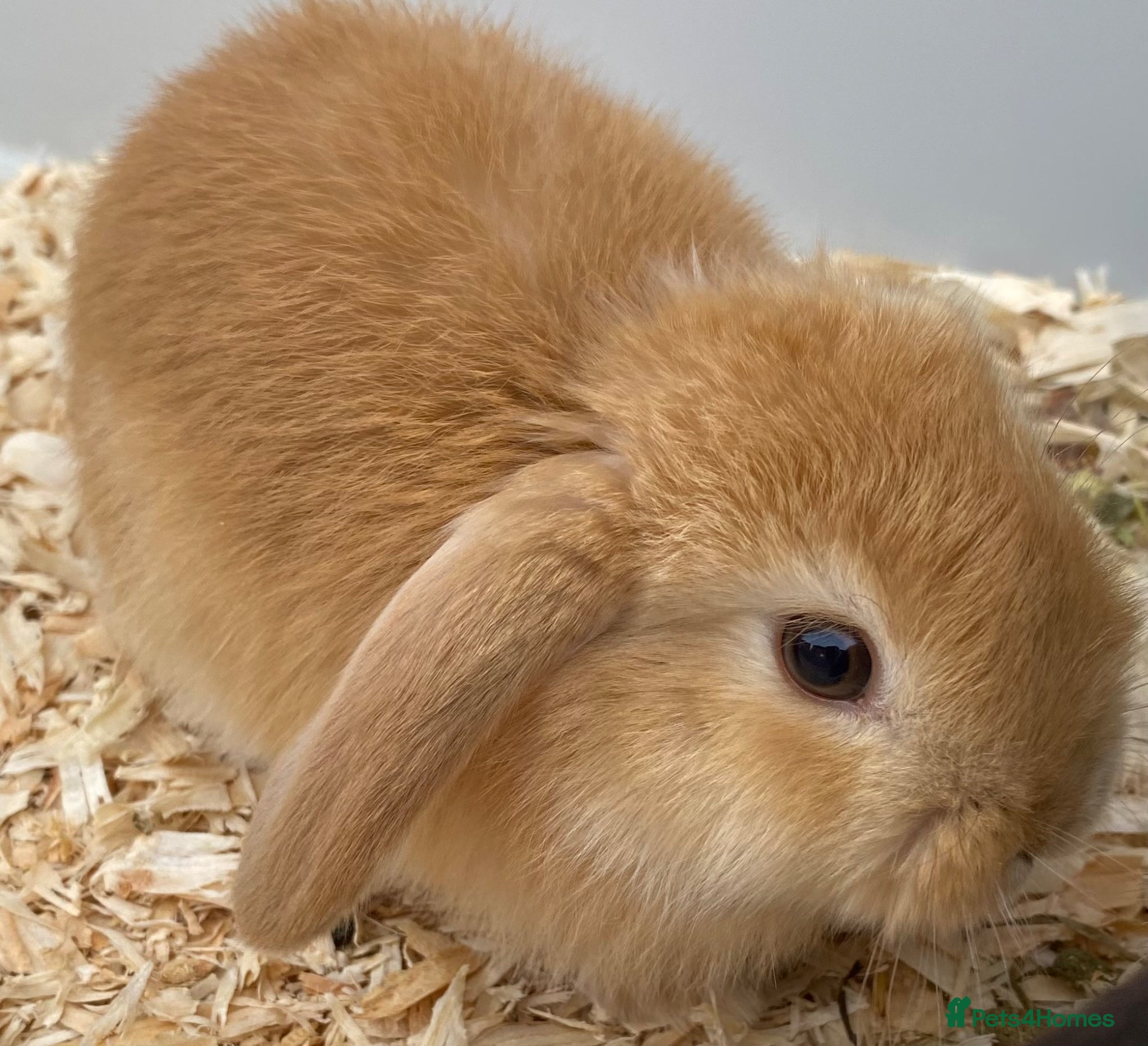 Mini Lop rabbits STUNNING PURE BREED MINI LOPS AMAZING COLOURS  - Advert 18